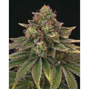 Tropical Zmoothie. Photo 2